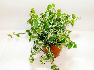 Ficus pumila - Variegated - Creeping Fig